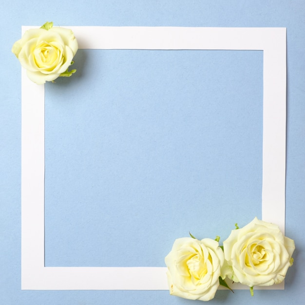 Floral frame with white roses flowers on pastel blue background.