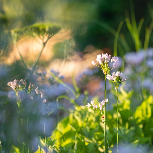 floral herb colours aroma landscapes stem