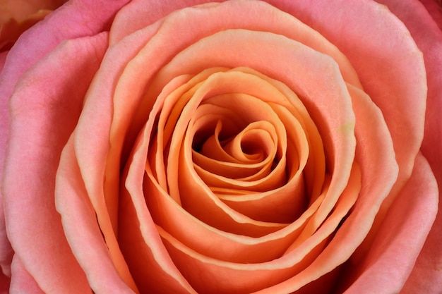 Floral holiday card with beautiful rose on the table close-up macro photography