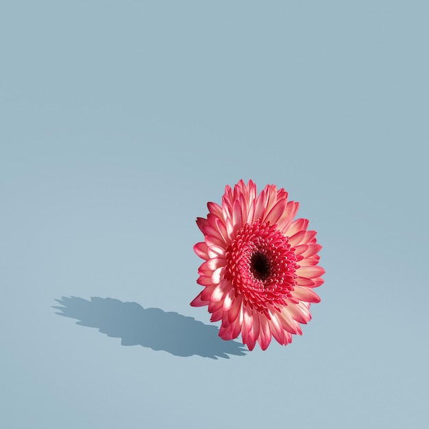 Floral minimalist composition. Creative concept of spring on a blue background.