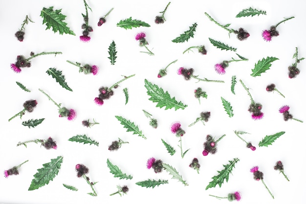 Floral pattern made of thistle with pink and purple flowers