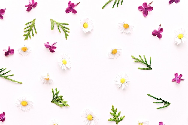 Floral pattern with daisy and violet lilac flowers on the white background. Flat lay, top view