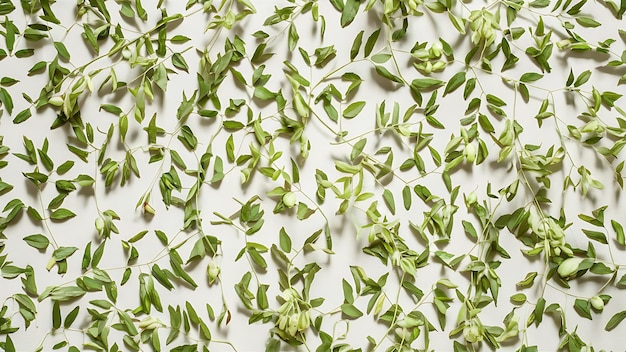 Photo floral pattern with green leaves on white background top view