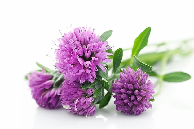 A floral pattern with purple flowers on a white background