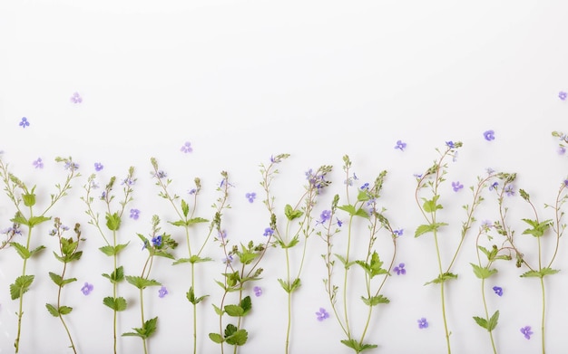 Floral pattern with small blue wildflowers petals green leaves branches on white background Flat lay top view