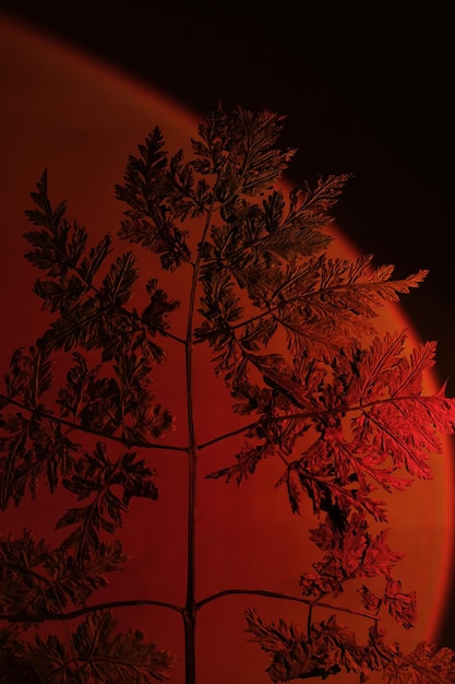 Floral silhouette on red background