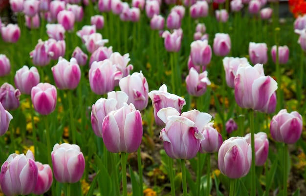 Floral Spring Flower Colorful Tulips in Nature