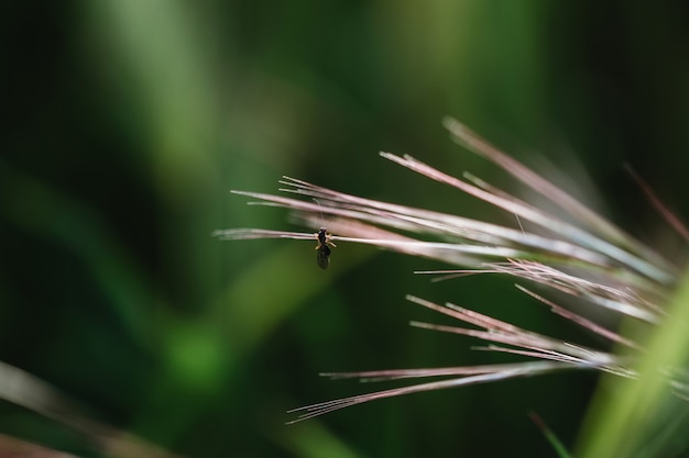 Photo floral summer spring background. grass close-up in a field on nature. colorful artistic image, free copy space