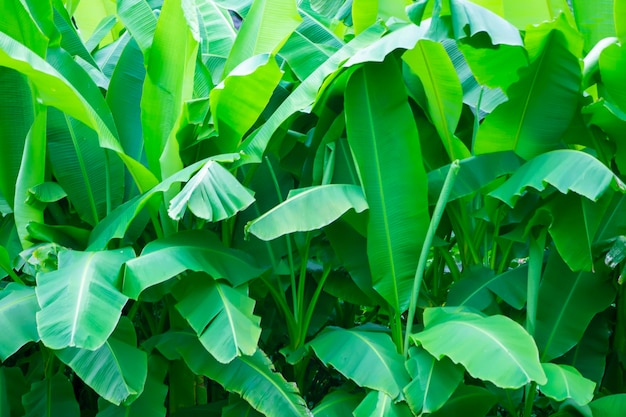 Floral tropical background Large banana leaves in the botanical garden