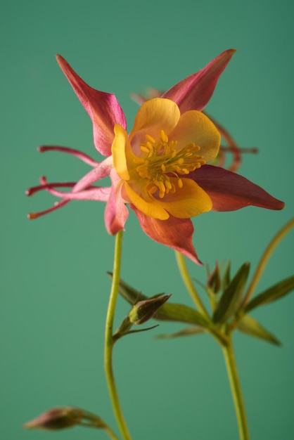 Floral wallpaper with aquilegia flower floral wallpaper with aquilegia flowers