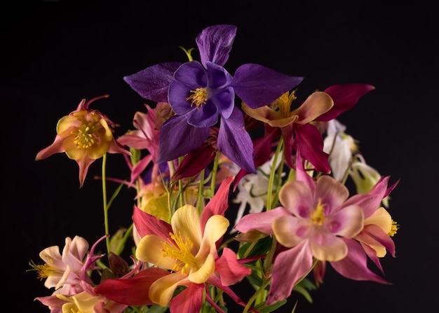 Floral wallpaper with aquilegia flower