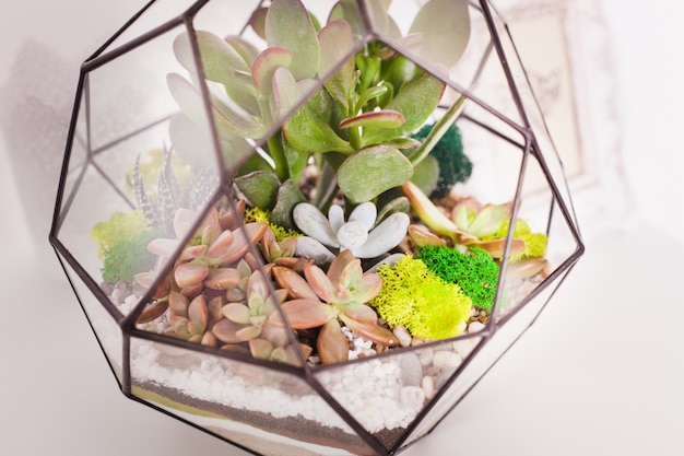 Florarium, composition of succulents, stone, sand and glass, element of interior,  home decor, glass terarium