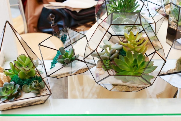 Florarium filled with cacti and plants home decor