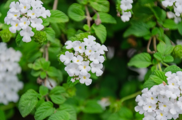 Flores blancas