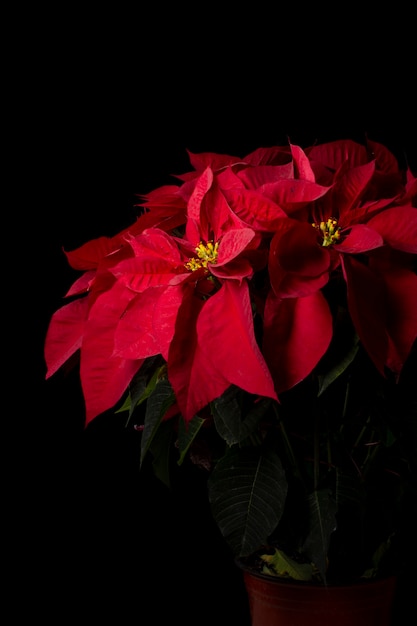 Flores de noche buena con fondo negro