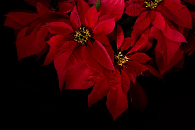 Flores de noche buena con fondo negro