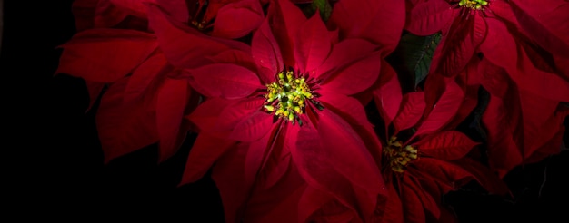 Flores de noche buena con fondo negro