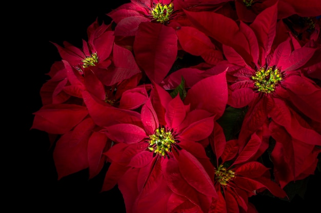 Flores de noche buena con fondo negro