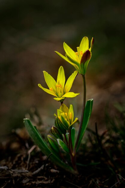 Photo flores naturales y silvestres - gagea lutea.