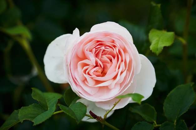 Photo floribunda pink rose blooms