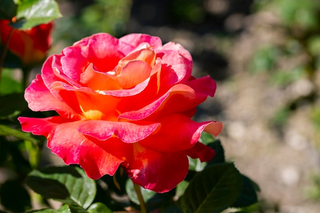 Floribunda Rose known by several common names including Persian rose and Austrian copper rose