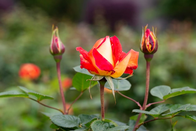 Floribunda Rose known by several common names including Persian rose and Austrian copper rose