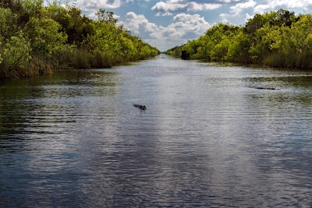 Florida Alligator in everglades close up portrait