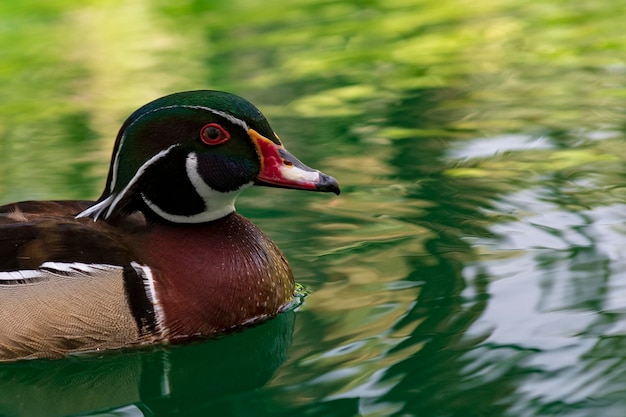 The florida duck is a species of anseriform bird of the anatidae family