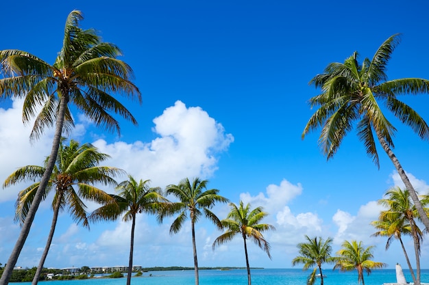 Florida Keys Palm trees in sunny day Florida US