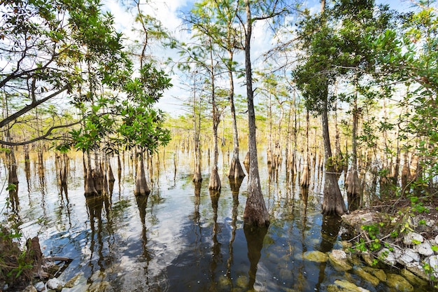 Florida landscapes