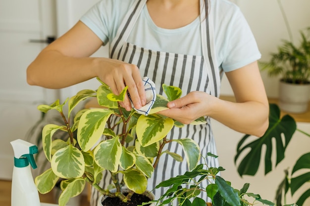 Florist hands cleaning plants leaves with wet rag springtime to care and watering houseplants