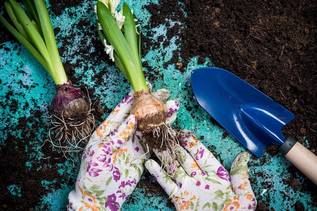 Florist prepare hyacinth bulbs for planting