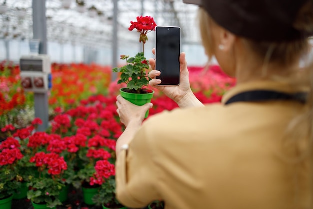 Florist prepares flowers for sale by photographing them on the smartphone