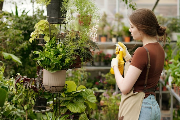 Florist using spray to water flowers