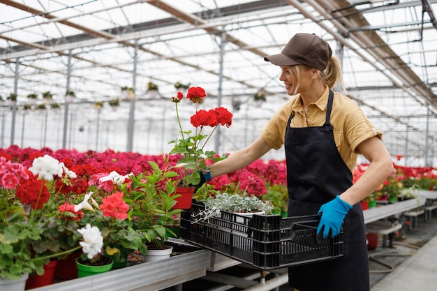 Florist woman stacking flowers in a plastic box while working in a greenhouse