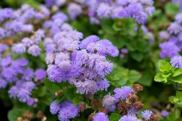 Flossflower Ageratum houstonianum in the garden Granada region Spain Purple flowers ageratum i