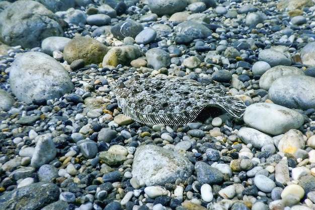 Flounder Camouflaged Underwater Perfect Camouflaged Underwater life