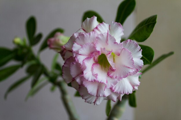 Flower adenium obesum blooms.