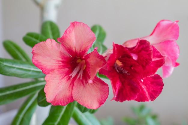 Flower adenium obesum blooms.