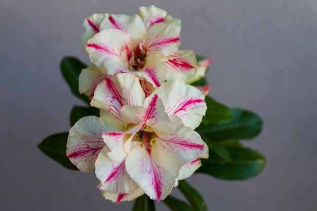 Flower adenium obesum blooms.