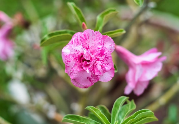 Flower of Adenium obesum  Sup Soom Boom Mutation close up