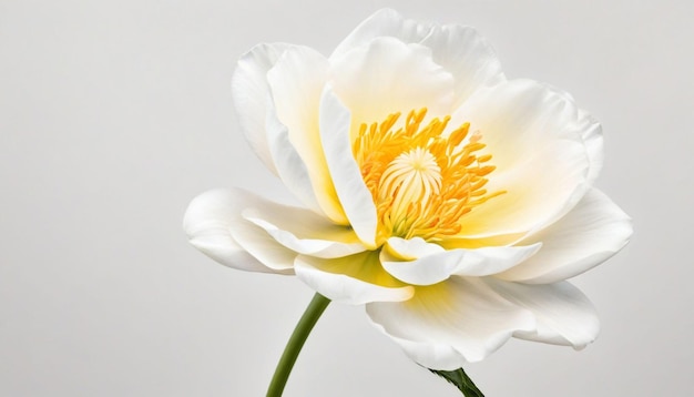 Flower against the white background