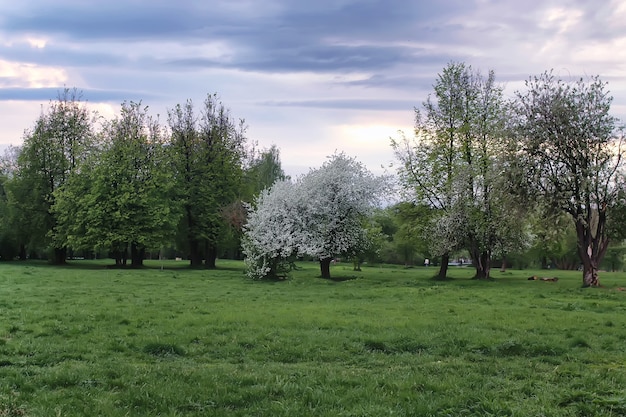 Flower apple tree in field sunset