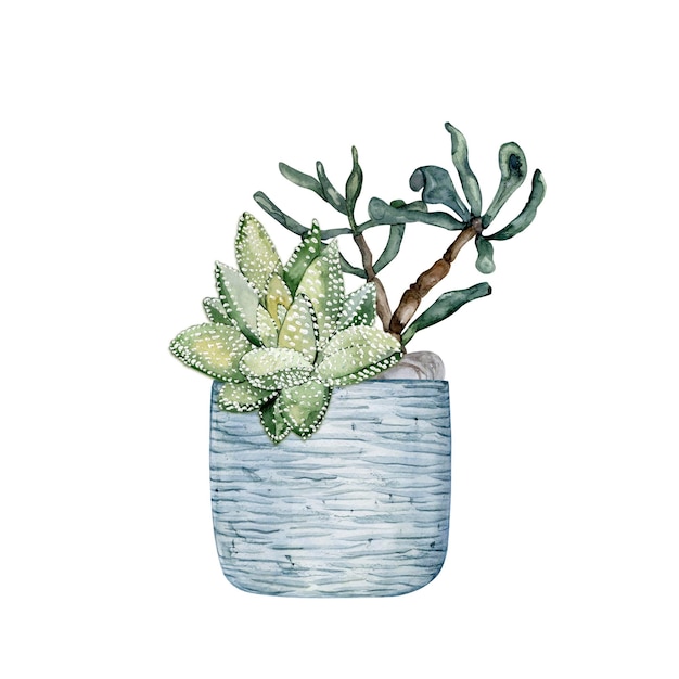 Flower arrangement in blue textured clay pot Cacti and succulents Florarium Watercolor illustration