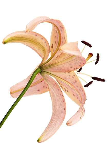 Flower of asian lily isolated on white background