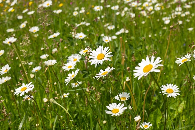 Flower background a field with daisies and grass