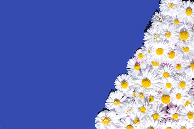 Flower Background. White Daisies On A Blue Background, Flat Layout And Selective Focus