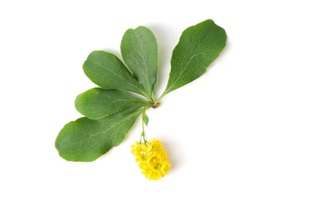 Flower of the barberry shrub plant on a white background