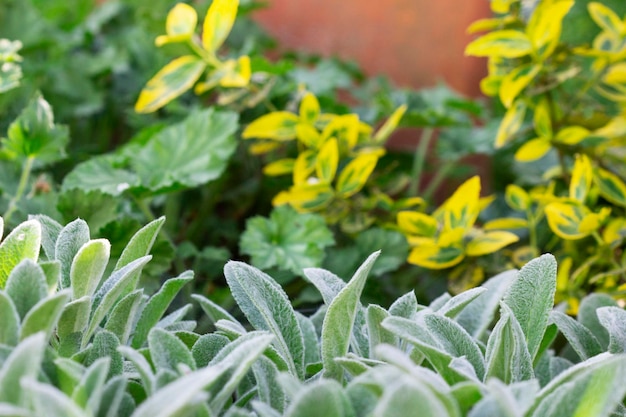 A flower bed in the garden with stachys heuchera and euonymus