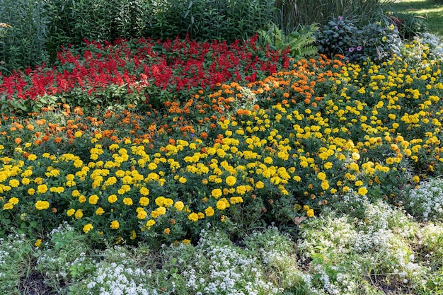 a flower bed in the garden